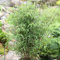 Schirmbambus 80-100cm - Fargesia murielae