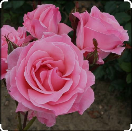 Queen Elizabeth Bush Rose Plant in 3 Litre Growing Pot