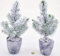 POWERS TO FLOWERS - ALBERO DI NATALE, PINETTO NATALIZIO, PINO CON NEVE IN VASO CERAMICA RUSTICO, PINUS PINEA, 2 PIANTE, ALTEZZA 25CM, VASO 9CM diametro, piante vere