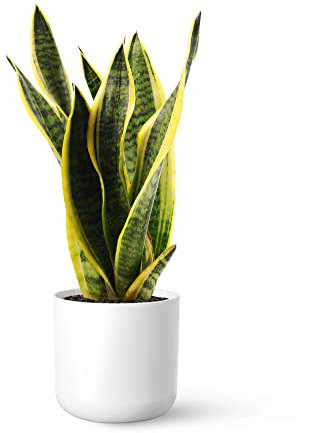 Sansevieria Trifasciata o Laurentii - Lengua de Suegra | Planta suculenta natural ideal para interior con altura de 50-60 cm en maceta del 17ø | April Plants