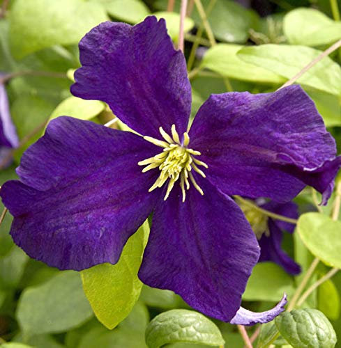 Robuste Waldrebe Blue Belle 40-60cm - Clematis viticella
