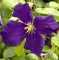 Robuste Waldrebe Blue Belle 40-60cm - Clematis viticella