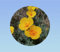 600 Graines Coquelicot de Californie jaune coeur orange - Eschscholzia