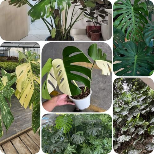 400 pz Semi di Monstera Variegata semi di fiori regalo decorazione pianta semi di prato di fiori selvatici perenni Semi di Monstera Deliciosa semi di piante piante d'appartamento piante