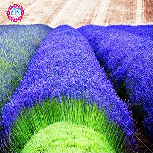200 PCS semillas Provenza lavanda francesa muy fragantes flores de lavanda semillas orgánicas perfume planta semillas de flor se dirigen jardín de bonsáis 2