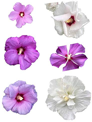 Winterharter Riesen Hibiskus Mix 50 Samen