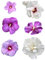 Winterharter Riesen Hibiskus Mix 50 Samen