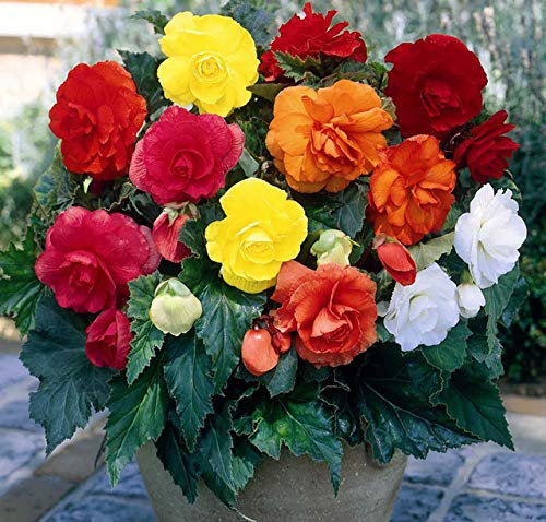 10 X Begonia Doppia Mix - Begonie Miste - Bulbi Di Alta Qualità (10)