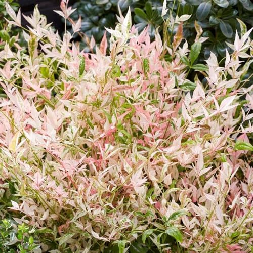 Plant Theory Twilight Heavenly Bamboo Nandina Domestica Shrub Plant 2L Pot