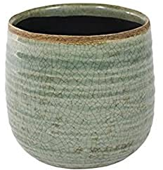 Ivyline 136328 D15 H14 como - Maceta de Menta - Verde, 15 x 15 x 14 cm