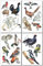 Samunshi® Wandtattoo Heimische Vögel Set Wandbilder Kinderzimmer Deko Junge Wandtattoo Kinderzimmer Mädchen Wandsticker Kinderzimmer