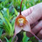 Somerway Affe Gesicht Orchideensamen 50 stücke Mehrjährige Blumensamen Für Pflanzung blühender Affe Gesicht Orchideensamen Dekorative Pflanzensamen Yard Decor Rosa