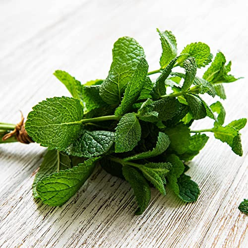 Herb Plants, Garden Mint, 8 x Full Plug Plant Pack, Mint Plants, Garden Ready and Ready to Plant, Indoor or Outdoor, Premium Quality Herbs