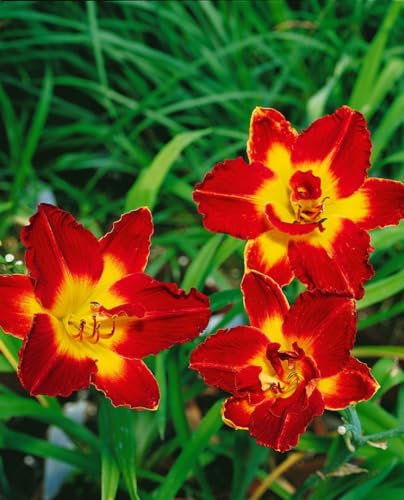 Hemerocallis x cult. 'Chicago Apache' ca. 11x11 cm Topf - Taglilie, leuchtend rote Blüten, Blütezeit Juni-August, ideal für Rabatten, pflegeleicht und winterhart