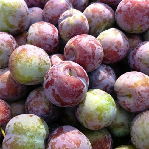 50 pcs pflaumenbaum winterhart samen, säulen obstbäume, pflanze, pflaumenbaum kaufen (Prunus salicina) säulenobst, geschenke zwergobstbäume, zimmerpflanze geschenke für gartenfreunde,