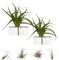 BROWN&GREEN Tillandsia - Plantas de Aire Natural - Tillandsias - Plantas de Aire - Tillandsia Planta Natural - Clavel del Aire - Planta - Plantas Aereas - Plantas Aereas Naturales (2, Flexuosa)