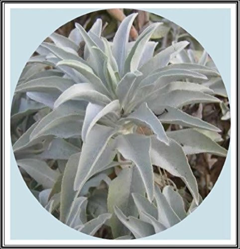 800 mg de California White Sage más de 400 semillas de Salvia ~ sagrado ceremonial Apiana Aromático