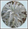 800 mg de California White Sage más de 400 semillas de Salvia ~ sagrado ceremonial Apiana Aromático