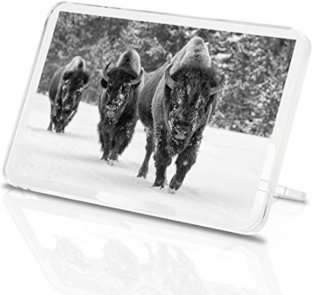 1 x Fridge Magnet - Winter American Bison Herd #36480