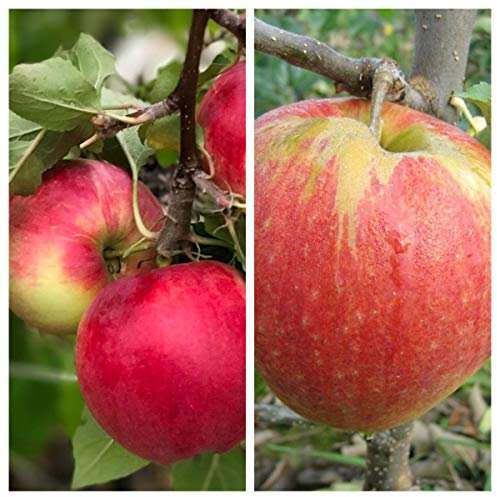 Duo-Apfelbaum mit den Sorten Cox Orange und Jonagold 7,5 L auf M7