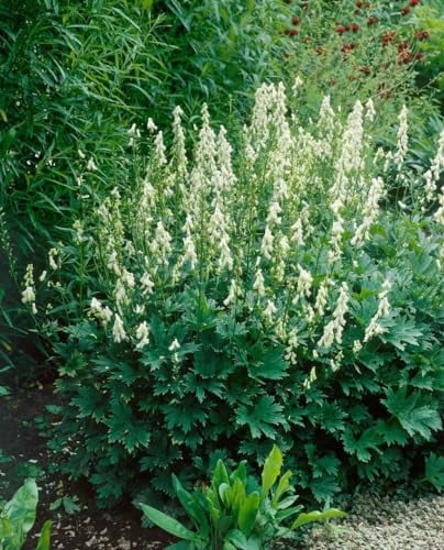 Aconitum lycoctonum ssp. vulp. 'Ivorine' ca. 9x9 cm Topf, Wolfs-Eisenhut, cremeweiße Blüten, Blütezeit Juni-August, ideal für schattige Beete, giftig, pflegeleicht