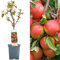 Terrassenobstbaumkollektion | Verschiedene Früchte | Ideal für kleine Gärten | 2-3ft