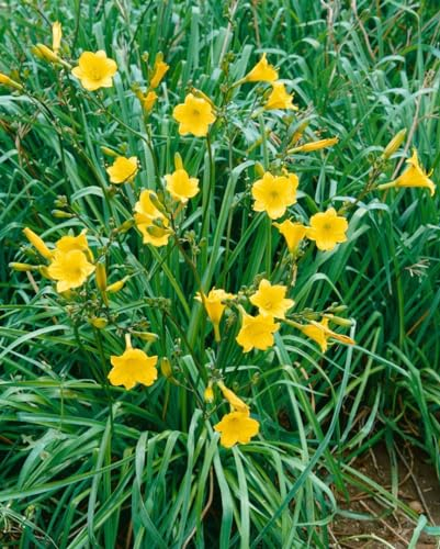 Hemerocallis x cult. 'Bitsy' ca. 11x11 cm Topf - Taglilie, gelbe Blüten, Blütezeit Juni-September, ideal für Rabatten, pflegeleicht und langlebig