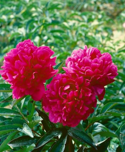 Paeonia lactiflora 'Kansas' ca. 11x11 cm Topf - Pfingstrose, leuchtend rote Blüten, Blütezeit Mai-Juni, ideal für Rabatten, duftend, pflegeleicht