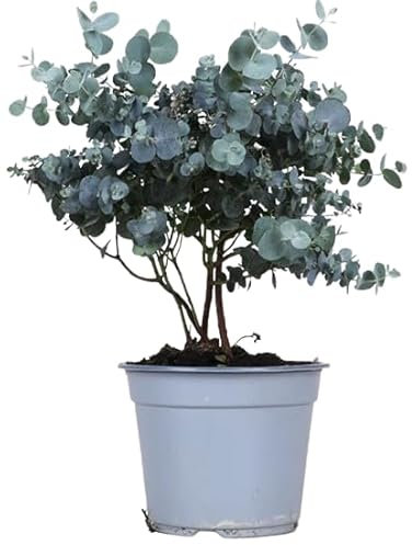 Eucalipto Natural Árbol Aromático para Interior y Exterior