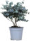 Eucalipto Natural Árbol Aromático para Interior y Exterior