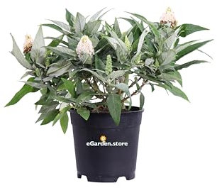 Pianta di Buddleja Davidii Albero delle Farfalle pianta ornamentale da esterno pianta vera da fiore vari colori venduta da eGarden.store (Buddleja Davidii Butterfly Candy Bianco)