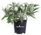 Pianta di Buddleja Davidii Albero delle Farfalle pianta ornamentale da esterno pianta vera da fiore vari colori venduta da eGarden.store (Buddleja Davidii Butterfly Candy Bianco)