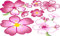 Dundee Deco BD6007 Tapeten Bordüre Wandaufkleber, selbstklebend, Motiv Kirschblüte, Tapetenbordüre 27,94 x 27,94 cm, Rosa/Grün