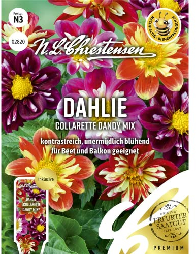 Dahlie Collarette Dandy Mix Samen, Saatgut