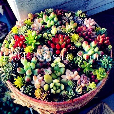 Kalash Nueva 100pcs Mini suculento de Graines Jardín de las semillas para cultivar un huerto color mezclado 5