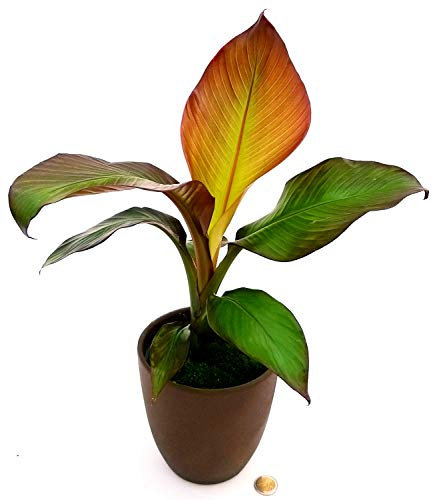 POWERS TO FLOWERS - BANANO, PIANTA DEL BANANO A FOGLIA ROSSA IN VASO CERAMICA MOKA, pianta vera
