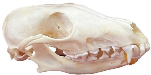 KSVMOAG Echte Tierpräparate Schädel Skelette Wissenschaftliche Lehrmittel Biologie Kuriositäten Sammlung Einzigartiges Geschenk
