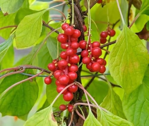 Wu Wei Zi, Schisandra chinensis, Spaltkörbchen, 80-100cm im Topf, gestäbt