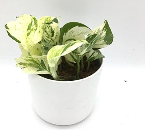 Scindapsus Epipremnum Manjula Happy Leaf Variegated Devils Ivy Indoor Plant in 12cm Pot