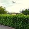 Gardline - Portugiesischer Lorbeer 60-80 cm IM TOPF. 3-200 Pflanzen. Kirschlorbeer Hecke - 35 St. (ca. 11 Meter)
