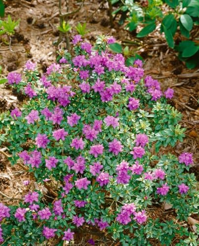 Kriechender Rhododendron prostratum 20-25 cm immergrün winterhart | Kriechender Wuchs, ideal für Steingarten und Beet, pflegeleicht, frosthart, ganzjährig grünes Laub, mehrjährig