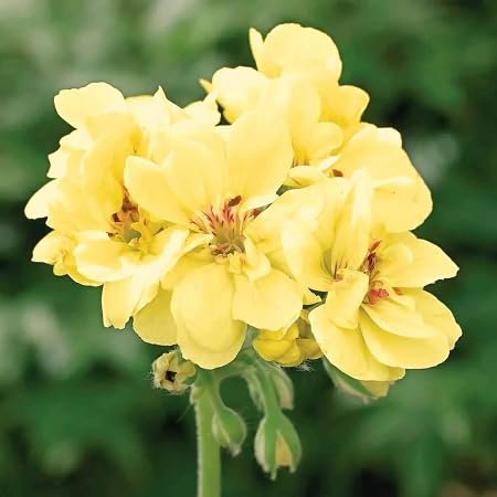 100 Stück Geranien-Blumensamen, gelb