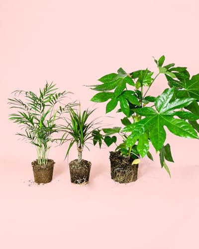 Pack 3x Plantas Medianas Poca Luz | Plantas Interior | Pur Plant