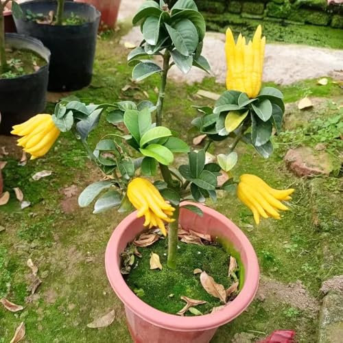 Semillas de limón de la mano de Buda - Planta de cítricos exóticos - Semillas de bergamota - Semillas en crecimiento, decoraciones de jardín para exteriores. jardín de plantas, 50pcs