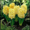 Neu Hyazinthen-Blumensamen 90 Stück Gelb