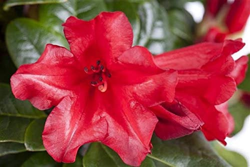 Rhododendron repens 'Scarlet Wonder' Zwergalpenrose 20-25cm im Topf gewachsen