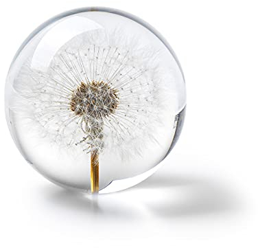 In Flore Dandelion Briefbeschwerer aus Harzglas, mit echtem Löwenzahn, 8 cm, weiß
