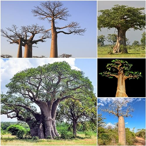 100 pcs Baobab Baum samen - seltene pflanzen affenbrotbaum affenbaum,adansonia gregorii, immergrüne pflanzen winterhart geschenke garten baumsamen kübelpflanzen bonsai bäumchen kaufen