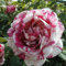 Rosen pflanzen winterhart - rosafarbene zwiebeln winterharte mehrjährige Sträucher – duftende Rosen – Hybridrosen-3Pflanze-J