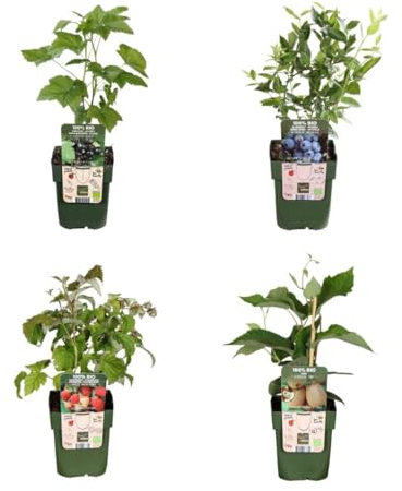 BIO Obstpflanzen – 4 Pflanzen – Himbeere, Blaubeere, Kiwi, Brombeere – 13cm – 20-25cm – Selbstbestäubend & Pflegeleicht – Für Garten, Balkon & Terrasse